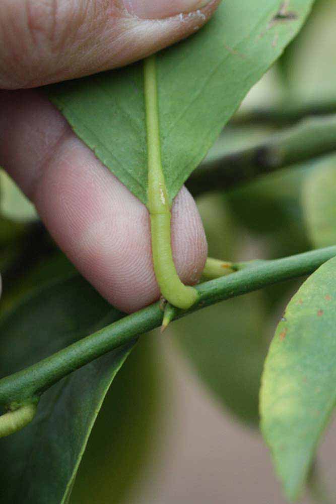                 Petiole (Doctor Strong, Riverside, CA)       